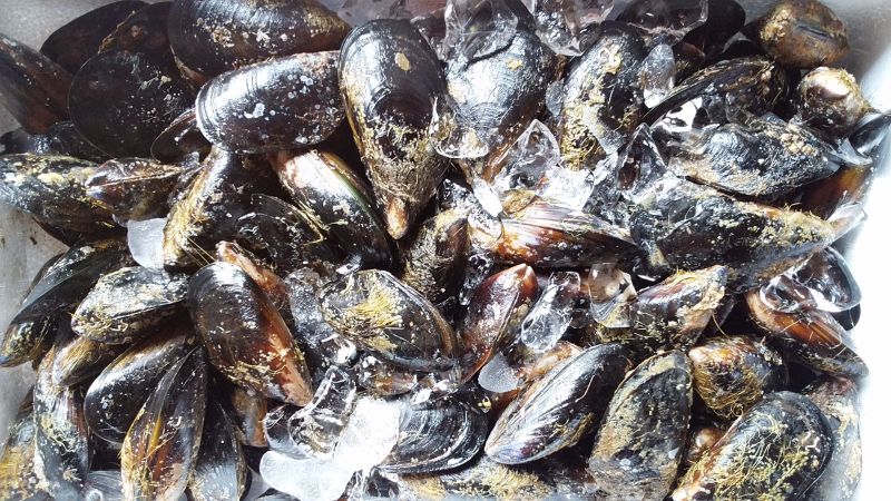 北三陸産 活ムール貝 1kg シュウリ貝 イガイ カラス貝 洋野町種市のさかなや 産 直 丸 魚