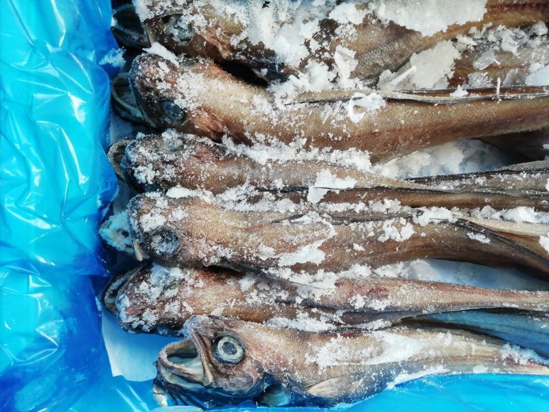 出物 アウトレット ドンコの干物 3ｋｇ入 洋野町種市のさかなや 産 直 丸 魚